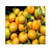供应优质提取物蜜橘黄素98%包运费