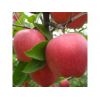 红富士苹果产地批发 红富士苹果市场行情走势