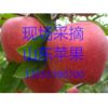 大量供应山东苹果，红星，红将军13655390700
