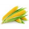 天然玉米精油  天然玉米精油的用途和价格
