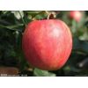 苹果提取物 苹果酵素粉减肥美容降低胆固醇