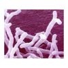 供应干酪乳杆菌及各类乳杆菌原料|干酪乳杆菌菌粉