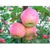 全年大量供应优质红富士苹果