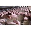 仔猪养殖基地大量良种仔猪市场批发价格便宜出售