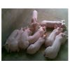 仔猪规模养殖场低价供应三元仔猪生猪以及其他品种