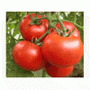 西红柿基地市场