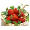 纯天然草莓粉喷雾干燥果汁粉含量高固体饮料代餐粉奶昔压片糖果