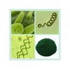 厂家直销螺旋藻粉 螺旋藻提取物 降血脂、提高免疫功能