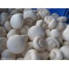 供应白蘑菇漂白剂