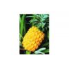 供应优质菠萝蛋白酶/菠萝蛋白酶的生产厂家/酶制剂