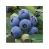 进口供应商蓝莓浓缩清汁，厂家直销蓝莓浓缩清汁
