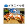 苏格兰黄金蟹，英国面包蟹，甜蟹，黄道蟹