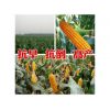 玉米种子高产品种郑单518 济南朝晖种业