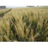 供应小麦种子品种矮杆大穗型三抗1号