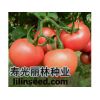 进口粉果番茄种子-荷兰粉果番茄种子-抗病毒粉果番茄种子