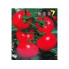 以色列大红番茄种子-进口番茄种子-以色列7号
