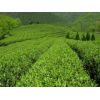 厂家供应绿茶提取物，高质量保证。