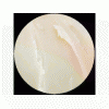 红白豆沙：糖度：56--68   硬度：M  规格：5kg*4/箱   常温保存   保质期：12个月   广泛用于面包、糕点和月饼中