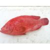 出售南亚放血野生石斑鱼