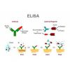高性价比-大鼠可溶性血小板内皮细胞粘附分子1(sPECAM-1/sCD31)ELISA试剂盒