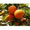 橘子增甜剂价格 橘子增甜剂厂家