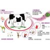 羊O型口蹄疫病毒抗体(FMDV-O-Ab)酶联免疫分析（ELISA）试剂盒
