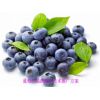 蓝莓产品的加工技术推广方案