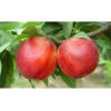 中油9号油桃-早熟、色艳、超大果型油桃品种