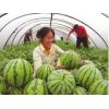 大棚西瓜 8斤以上产地价格  阳历5月份大量批发上市