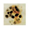 霉菌和酵母菌测试片，3M测试片