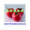 蕃茄粉天然植物提取全水溶厂家生产动植物提取物
