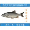 鱼胶原蛋白肽-价格  鱼胶原蛋白 厂家直销
