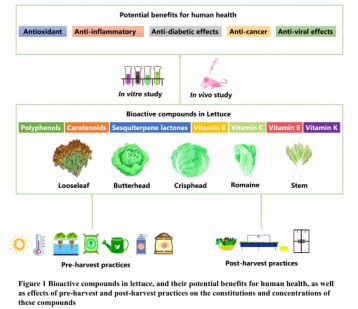 科研人员系统阐述莴苣生物活性特性及健康功效
